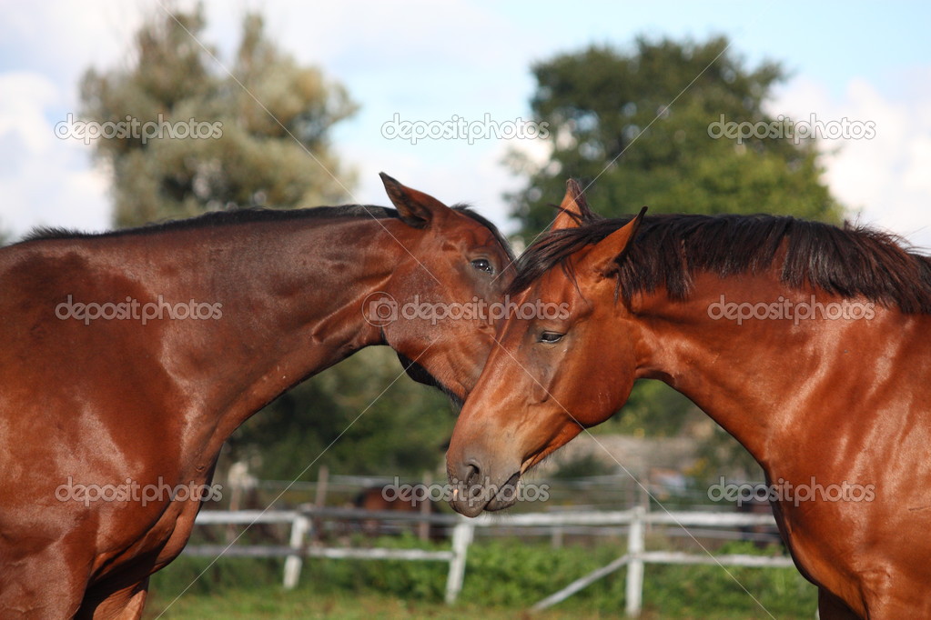 Two horses playing with each other