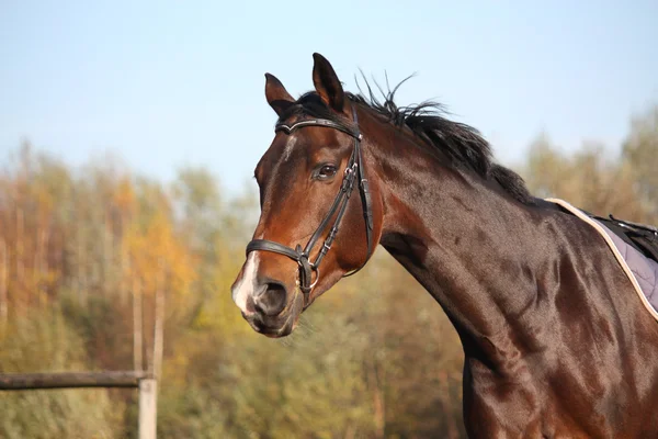 Retrato de cavalo baía com freio — Fotografia de Stock