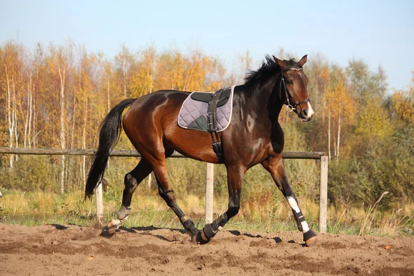 Красивая скачущая лошадь осенью — стоковое фото