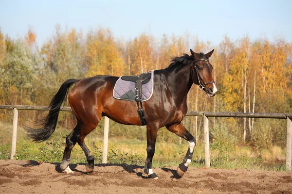 Hermoso caballo de la bahía trotando en otoño — Foto de Stock
