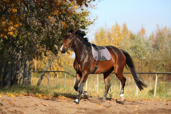 Bela baía cavalo trote no outono — Fotografia de Stock