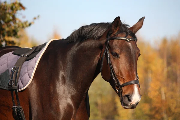 Bay horse portrait with bridle — Stock Photo, Image