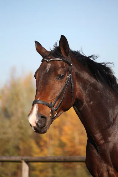 Retrato de cavalo baía com freio — Fotografia de Stock