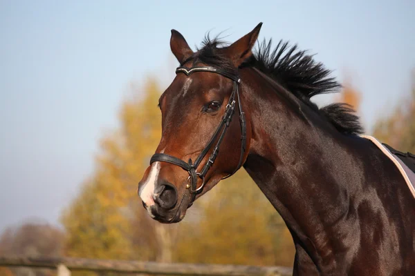 Bay hästen stående med betsel — Stockfoto