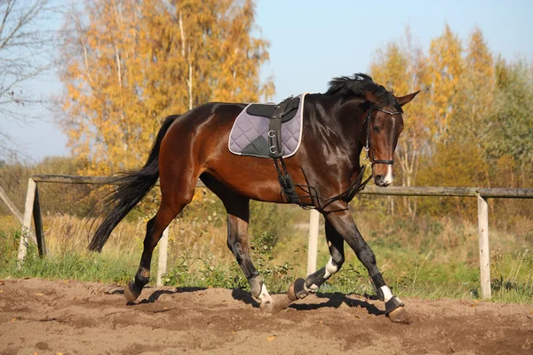 Bela baía cavalo trote no outono — Fotografia de Stock