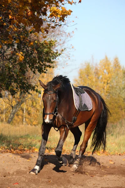 Bela baía cavalo trote no outono — Fotografia de Stock