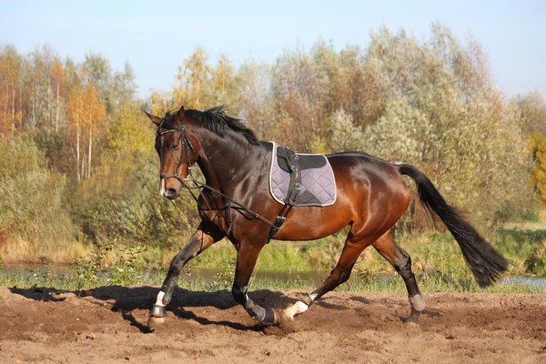 Piękne zatoki Koń wyścigi konne w jesieni — Zdjęcie stockowe