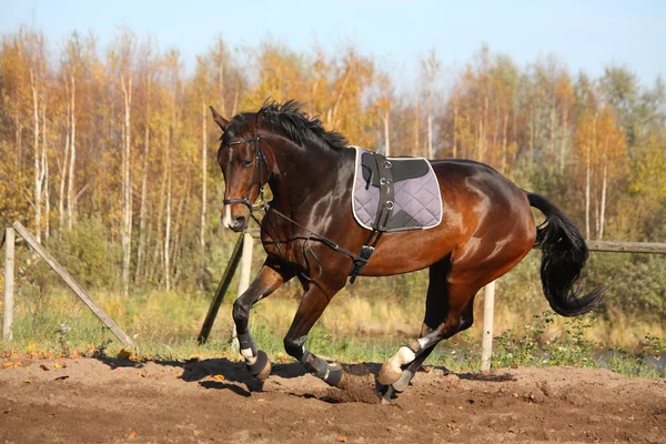 Beautiful bay horse galloping in autumn — Stock Photo, Image