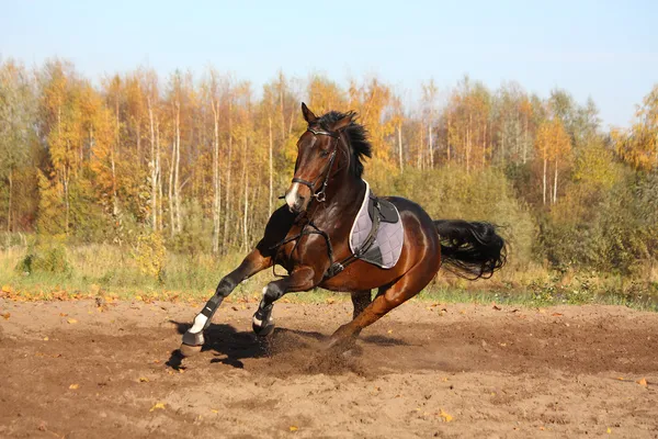 Belo cavalo de baía galopando no outono — Fotografia de Stock