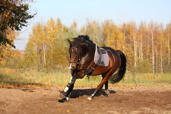 Schönes Lorbeerpferd galoppiert im Herbst — Stockfoto