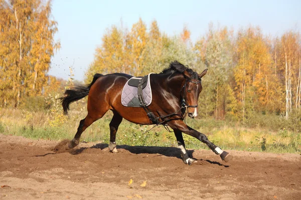 Hermoso caballo de la bahía galopando en otoño — Foto de Stock