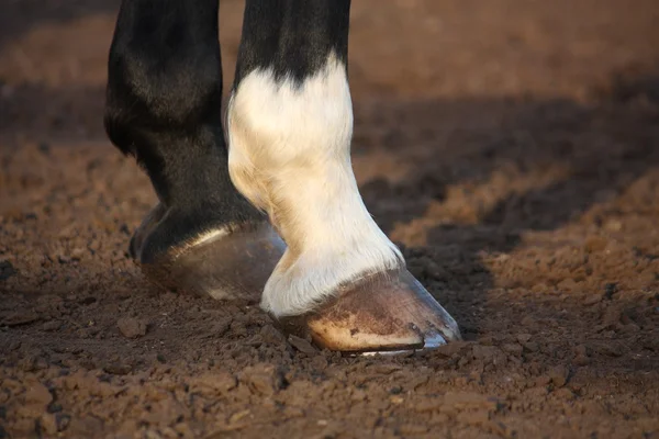 Primer plano de la pezuña de caballo — Foto de Stock