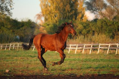 güzel kahverengi midilli otlatma dörtnala