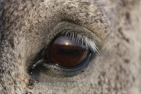 Primo piano di occhio di cavallo — Foto Stock