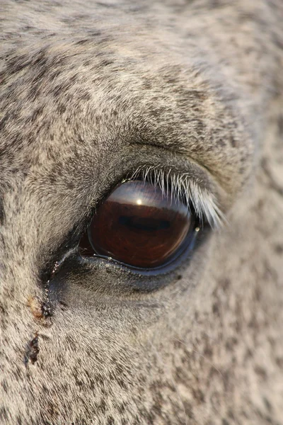 Zamknąć oko konia — Zdjęcie stockowe