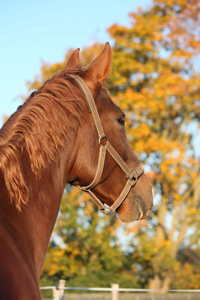 Belo retrato de cavalo castanho no outono — Fotografia de Stock
