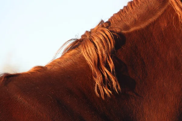 Close up van paard mane — Stockfoto