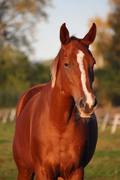 Bellissimo ritratto di cavallo di castagno in autunno — Foto Stock