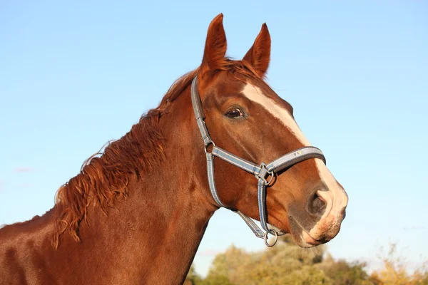 Beautiful chestnut horse portrait in autumn — Stock Photo, Image