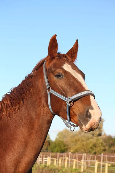 Bellissimo ritratto di cavallo di castagno in autunno — Foto Stock