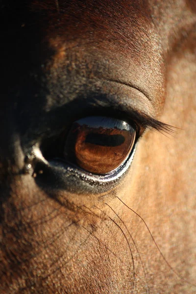 Крупным планом глаза лошади — стоковое фото