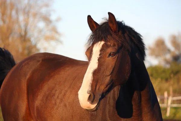 Brązowy koń portret jesieni — Zdjęcie stockowe