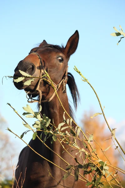 Braunes Pferd frisst Baumblätter — Stockfoto