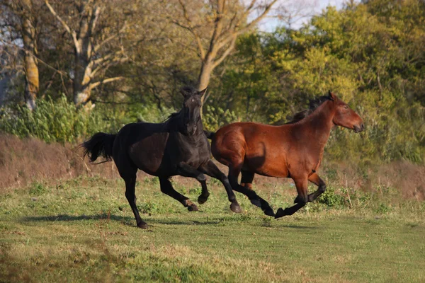 Dos caballos salvajes corriendo en el campo —  Fotos de Stock