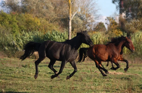 Due cavalli selvaggi che corrono sul campo — Foto Stock