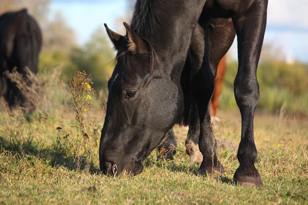 Černý koně jíst trávu blízko nahoru — Stock fotografie