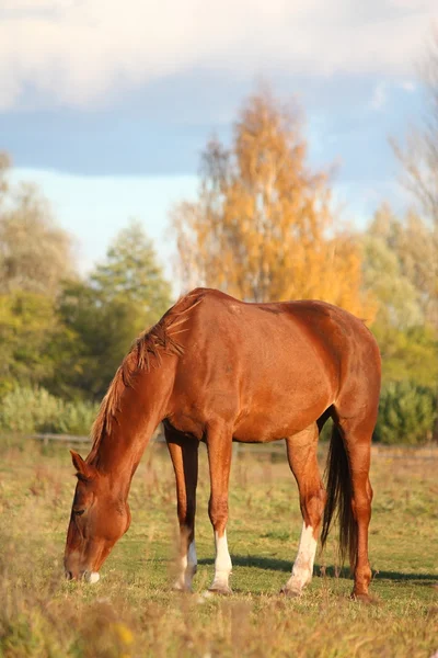 Kastanienpferd isst auf der Weide — Stockfoto