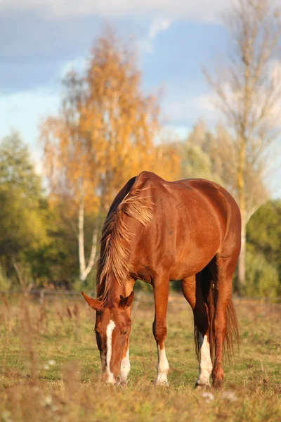 Каштановый конь ест на пастбище — стоковое фото