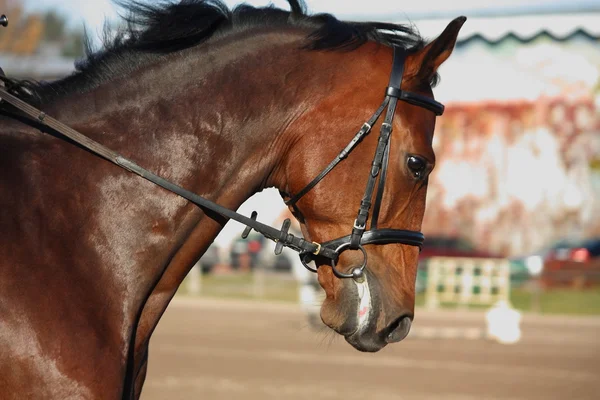 Ritratto cavallo baia in autunno — Foto Stock