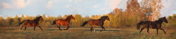 Panorama stado koni działa — Zdjęcie stockowe