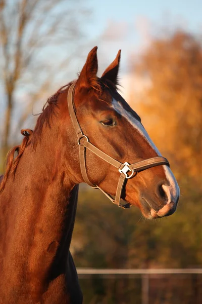 Hermoso retrato de caballo castaño en otoño — Foto de Stock