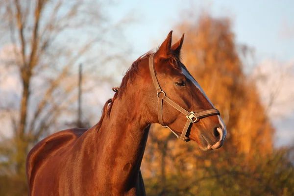 秋に栗の美しい馬の肖像画 — ストック写真