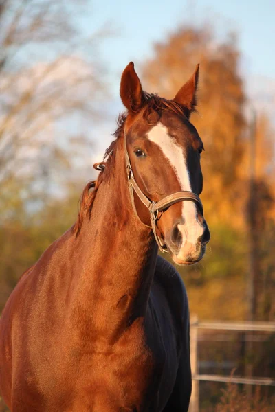 Красивый портрет лошади каштана осенью — стоковое фото