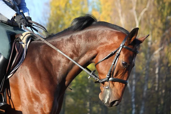 Bay häst porträtt i höst — Stockfoto