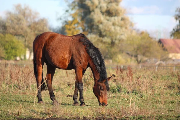 Bay häst äter på betet — Stockfoto