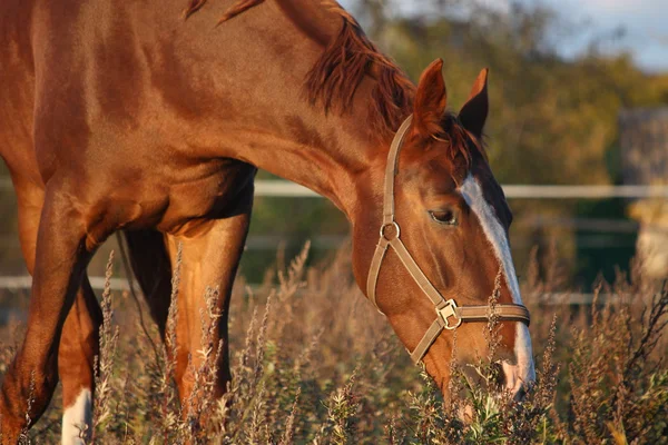 Gesztenye ló eszik a legelő — Stock Fotó