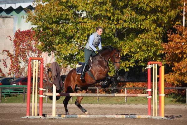 Молодая женщина прыгает через барьер на коричневой лошади осенью — стоковое фото