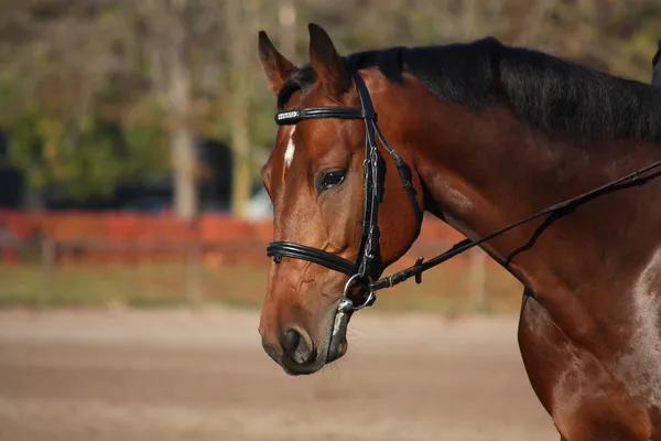 Baai paard portret in de herfst — Stockfoto