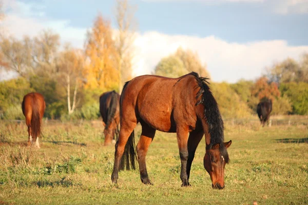 Bay häst äter på betet — Stockfoto