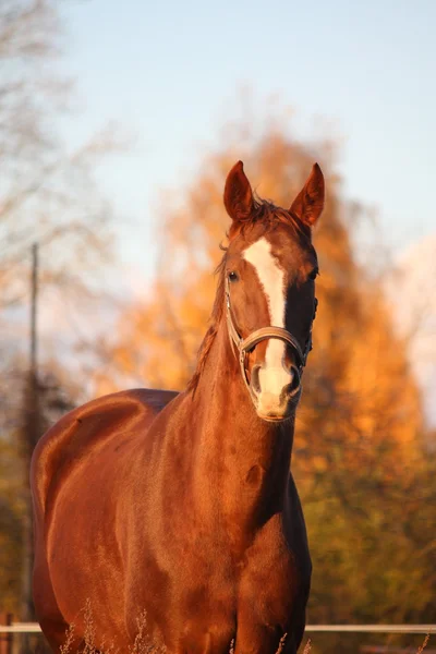 Bellissimo ritratto di cavallo di castagno in autunno — Foto Stock