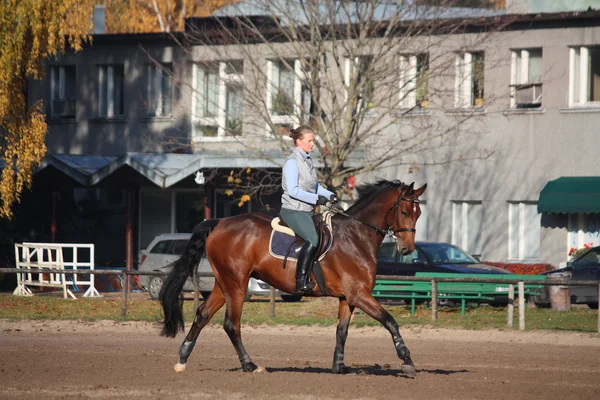 驰骋在匹棕色的马的年轻女子 — 图库照片