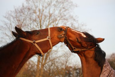 два коричневий коней, граючи разом
