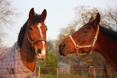 два коричневий коней, граючи разом