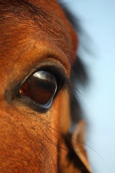 Close-up van bruin paardenoog — Stockfoto