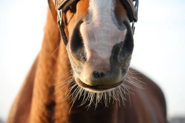 Primo piano del naso di cavallo di castagno — Foto Stock