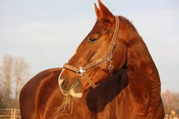 Gesztenye ló eszik szénát, tavasszal — Stock Fotó